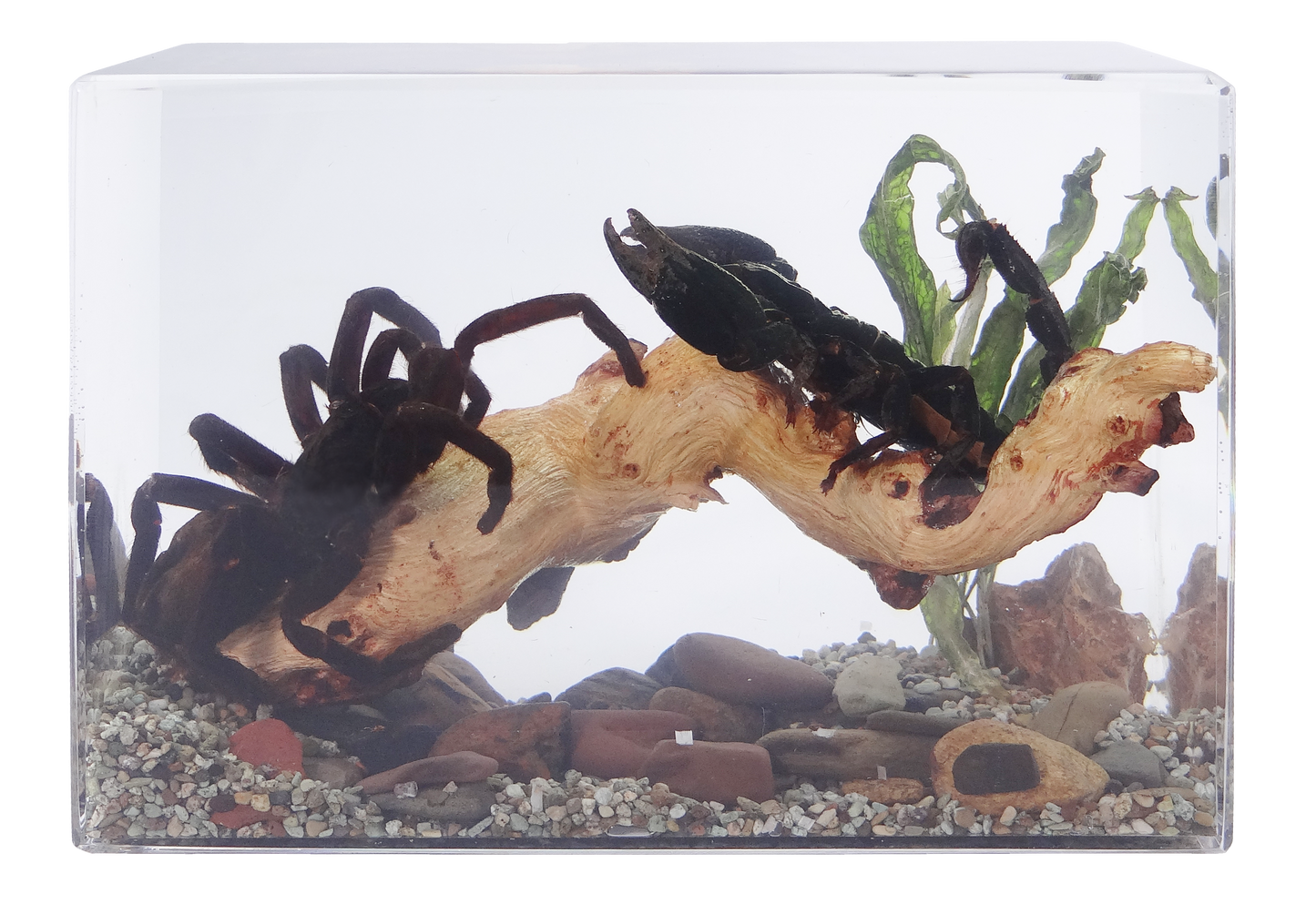 Acrylic Insects in Nature 167x87x120 mm³