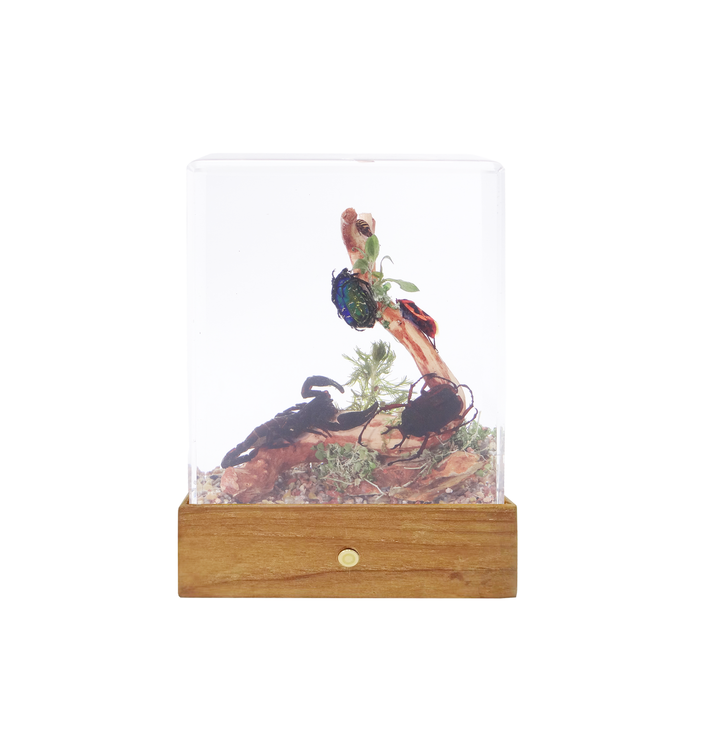 Acrylic Insects in Nature 100x50x122mm³