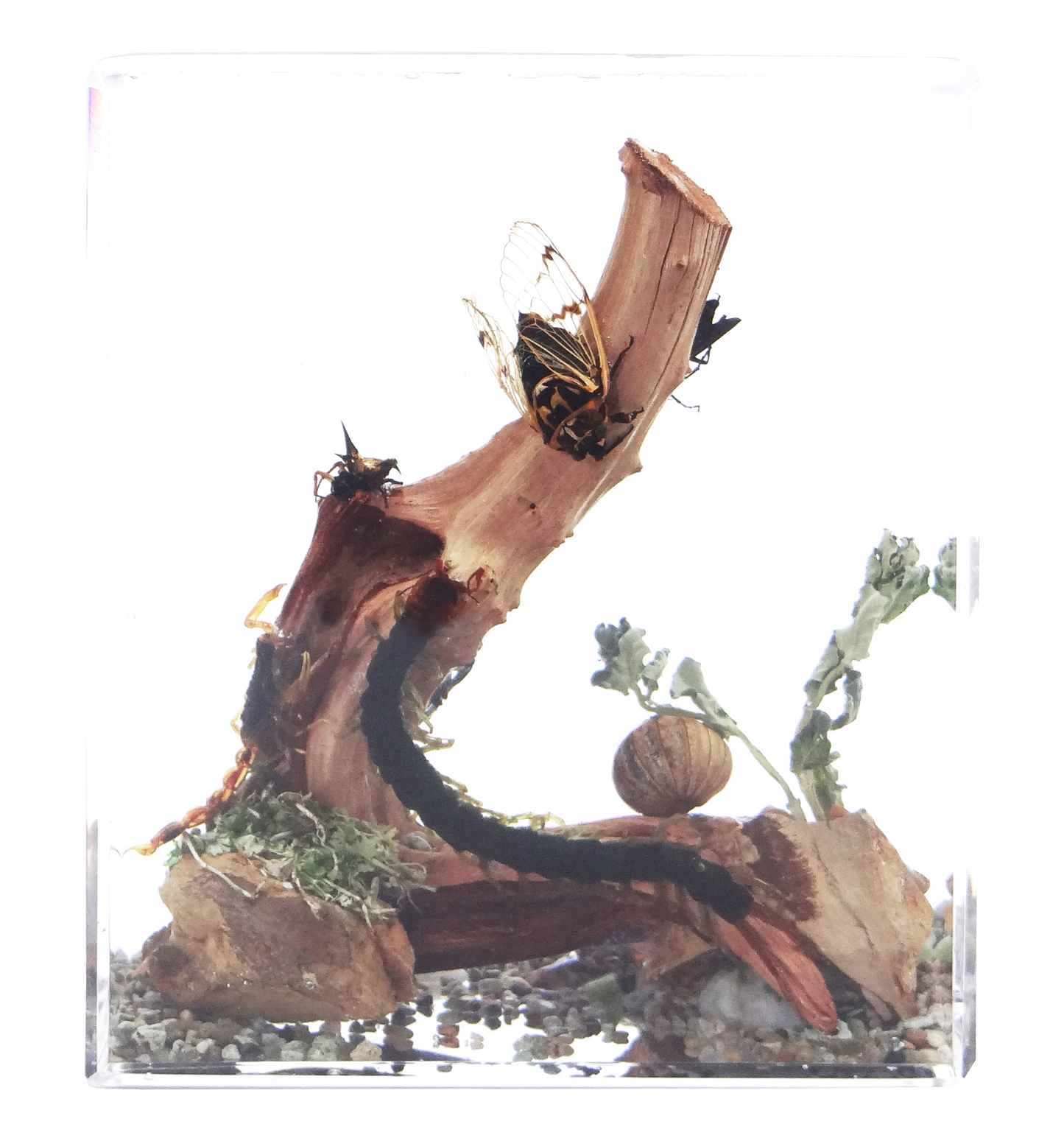 Acrylic Insects in Nature 100x50x122mm³