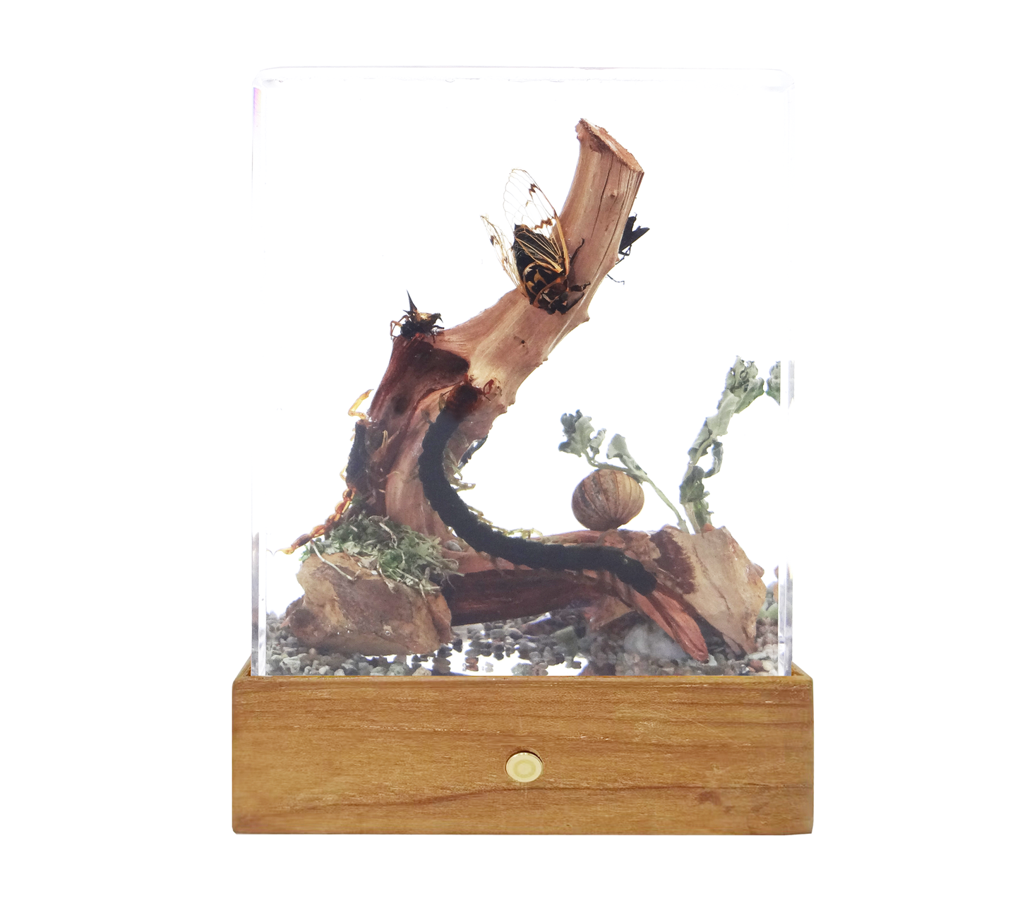 Acrylic Insects in Nature 100x50x122mm³