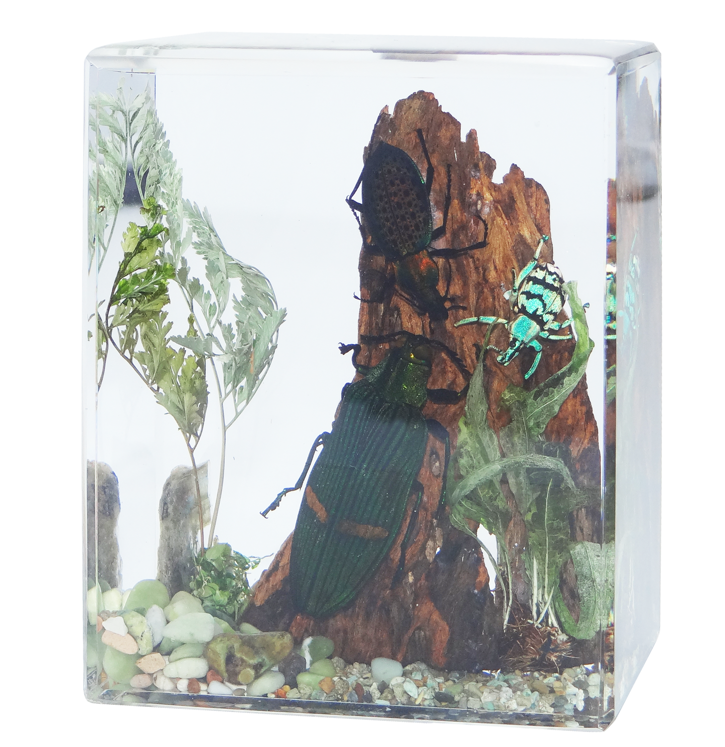 Acrylic Insects in Nature 100x50x122mm³