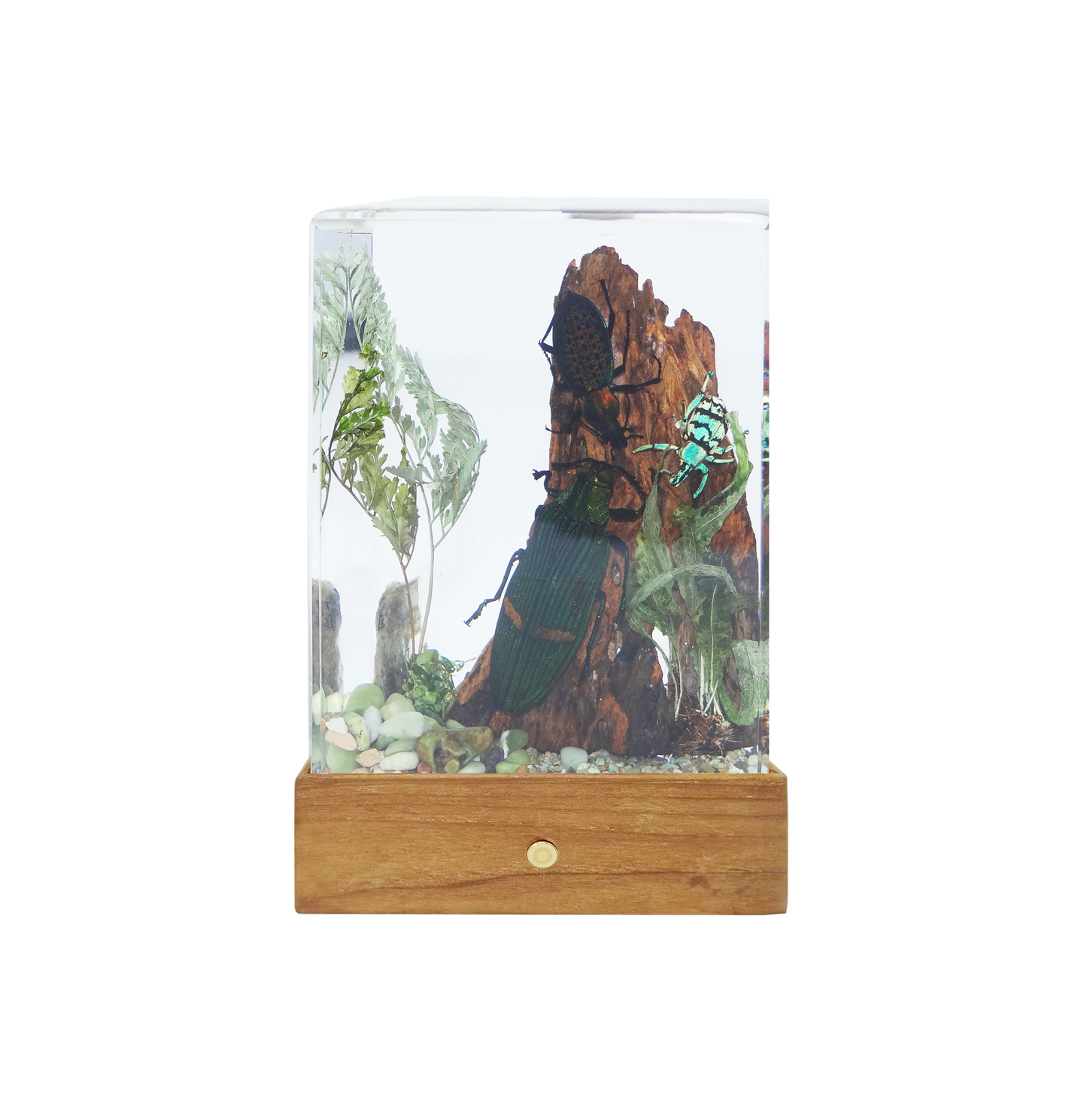 Acrylic Insects in Nature 100x50x122mm³