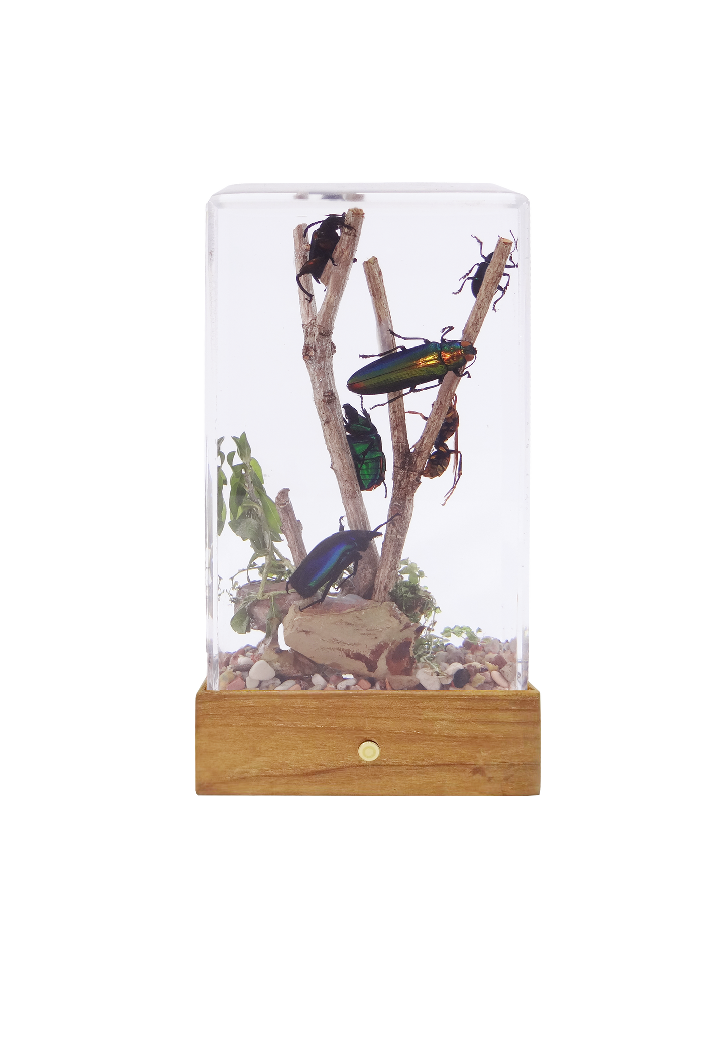 Acrylic Insects in Nature 70x50x122 mm³