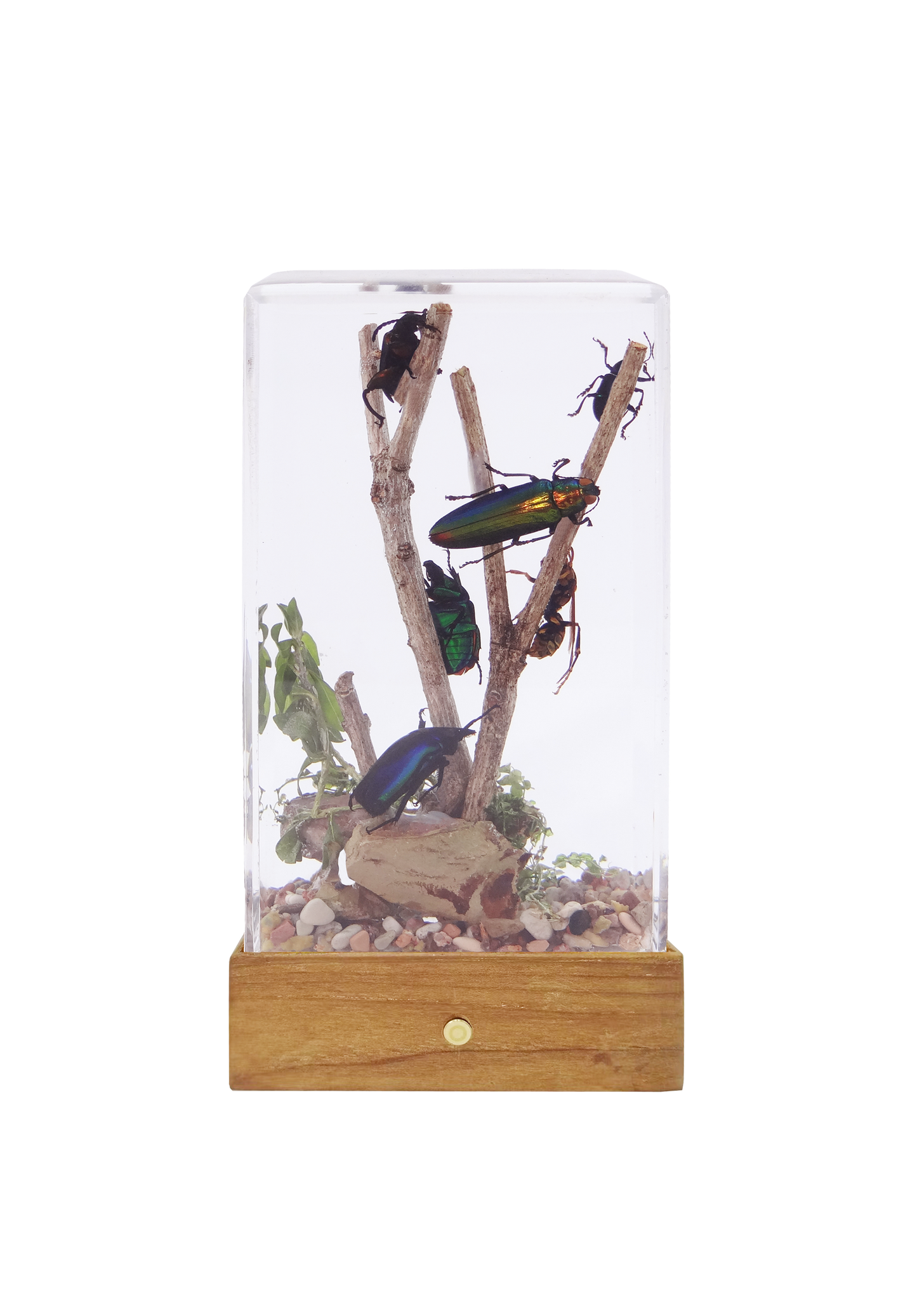 Acrylic Insects in Nature 70X50X122 mm³