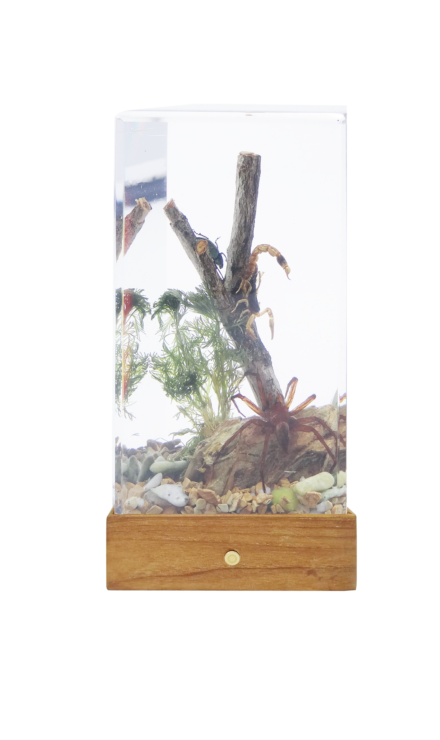 Acrylic Insects in Nature 70x50x122 mm³