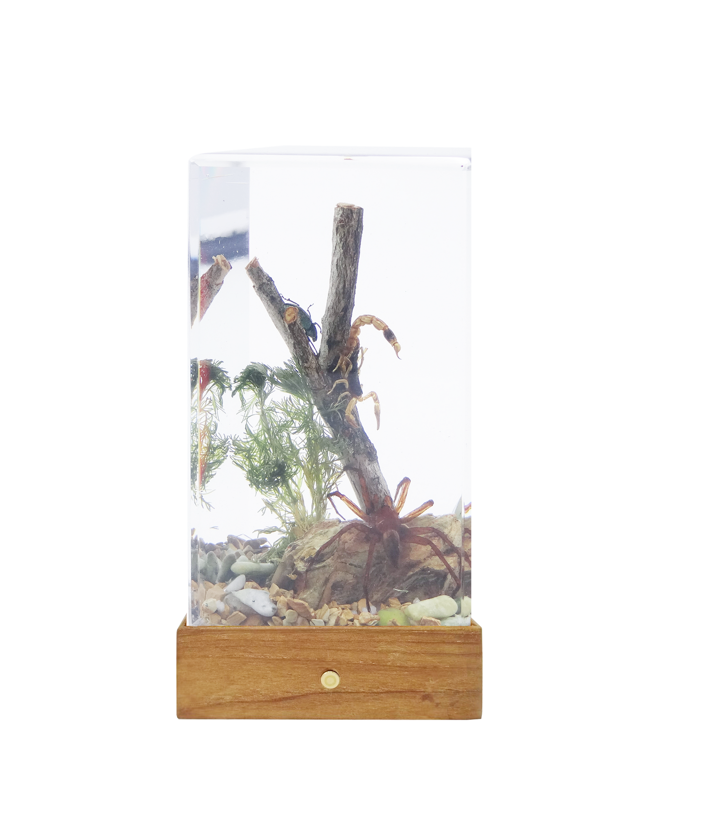 Acrylic Insects in Nature 70X50X122 mm³