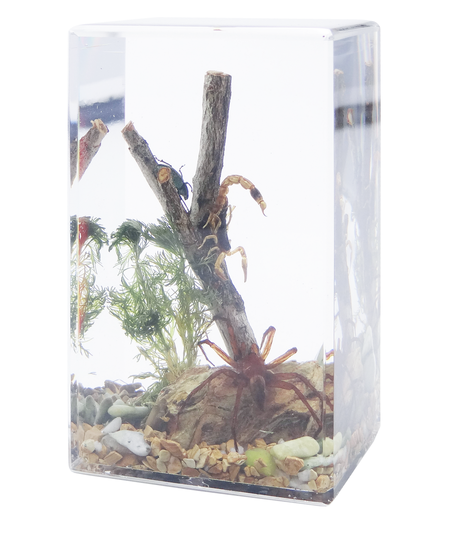 Acrylic Insects in Nature 70x50x122 mm³