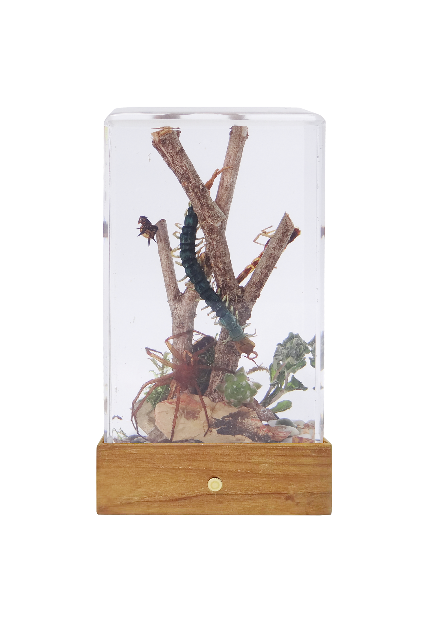 Acrylic Insects in Nature 70X50X122 mm³
