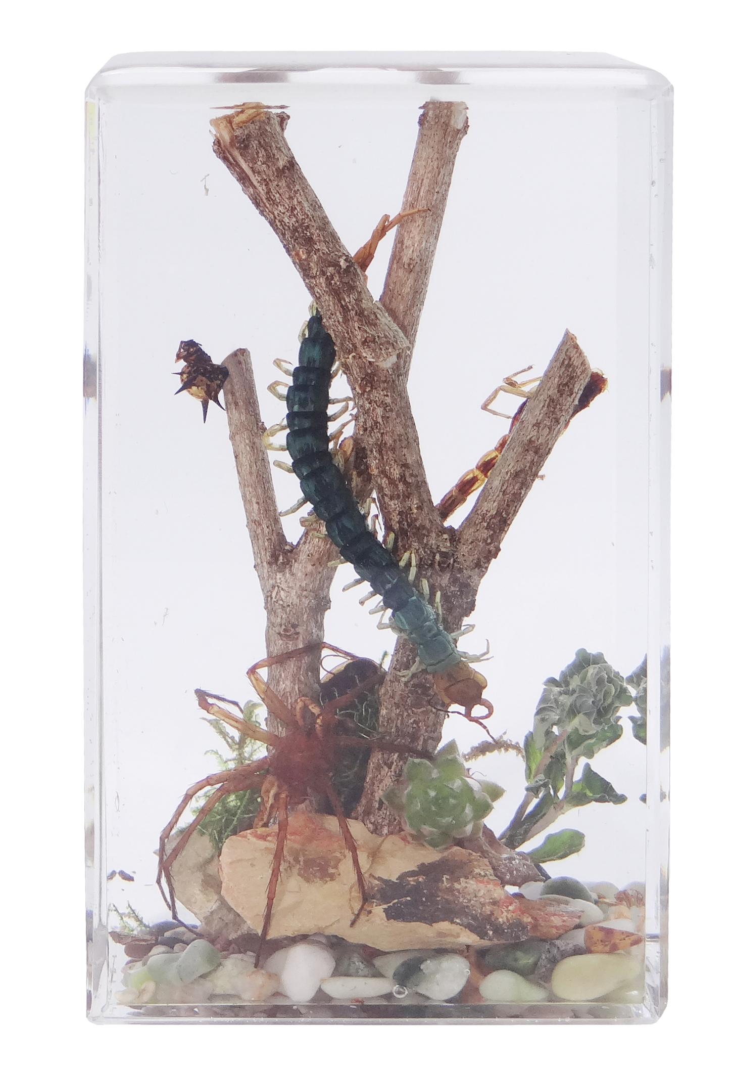Acrylic Insects in Nature 70x50x122 mm³