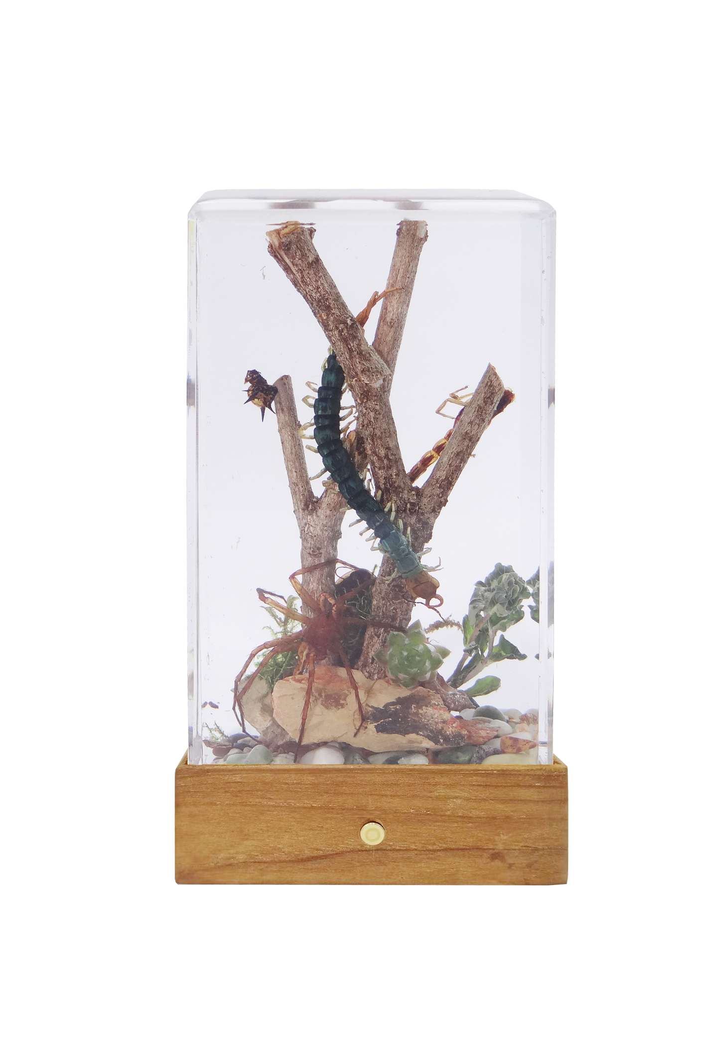 Acrylic Insects in Nature 70x50x122 mm³