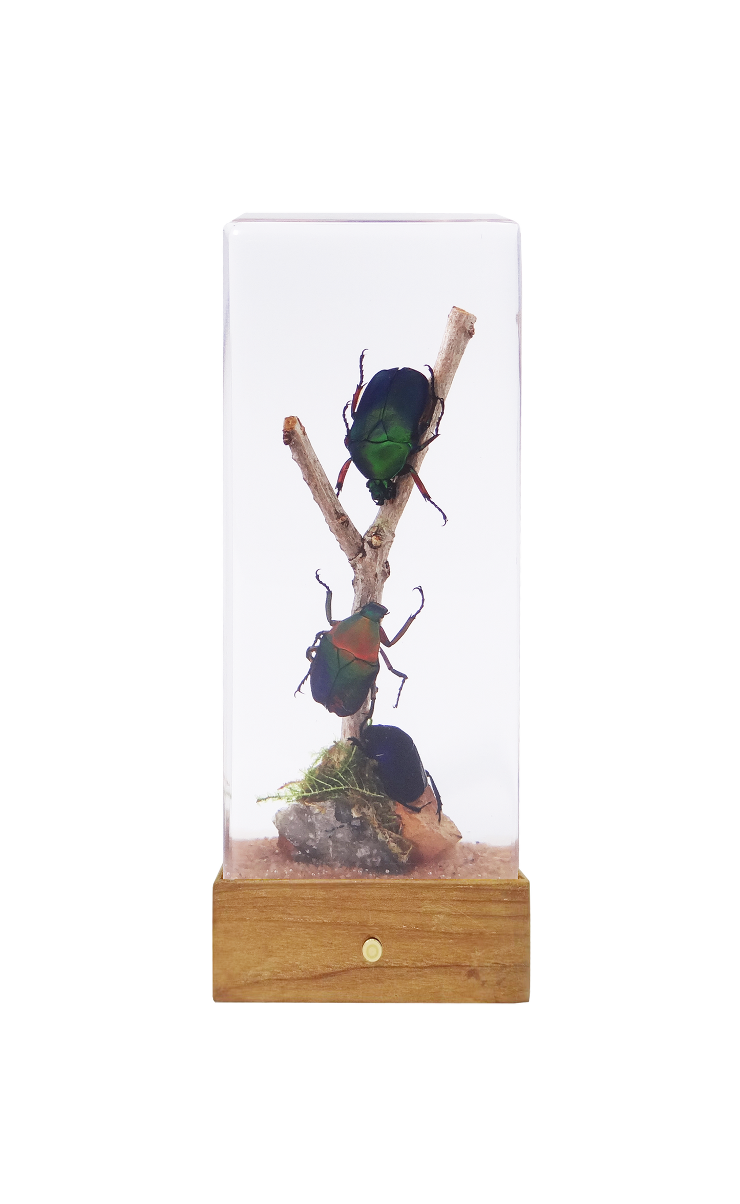 Acrylic Insects in Nature 110x45x28 mm³
