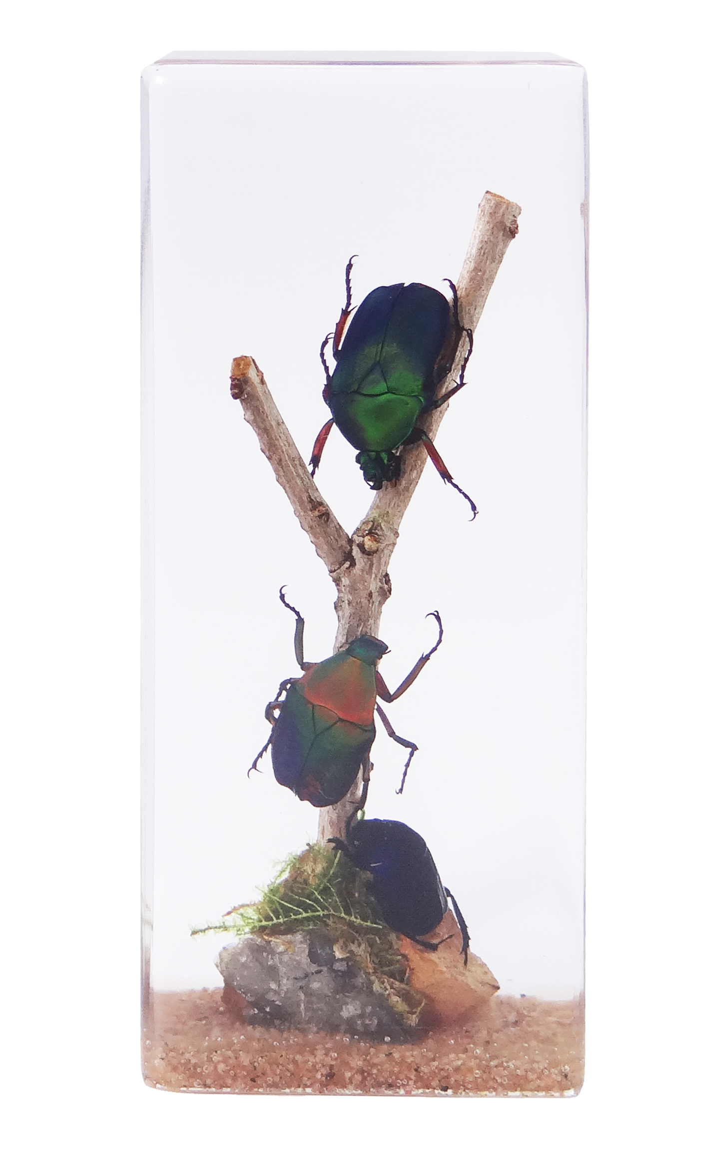 Acrylic Insects in Nature 110x45x28 mm³