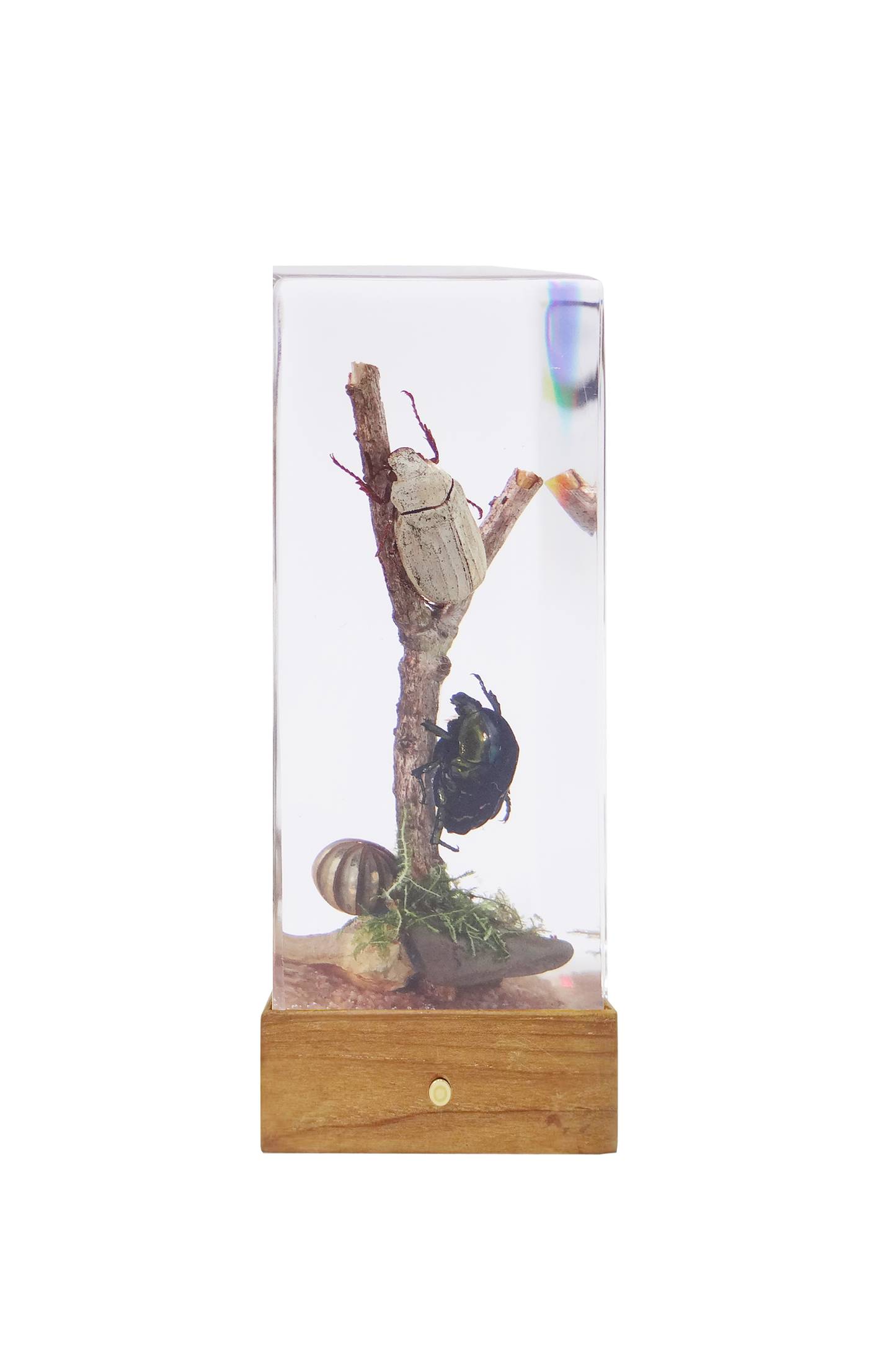 Acrylic Insects in Nature 110x45x28 mm³