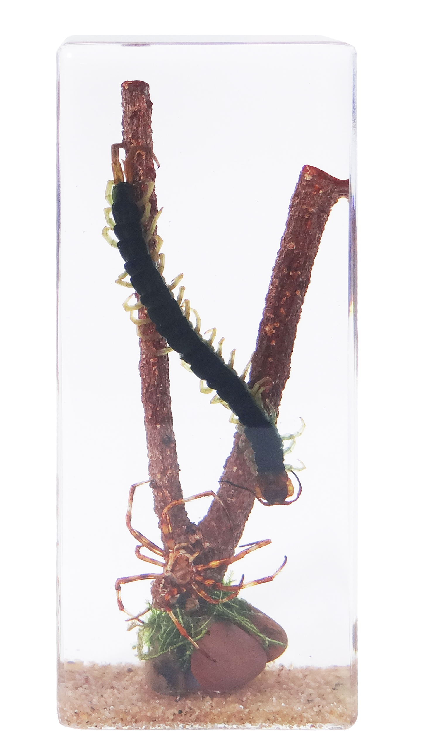 Acrylic Insects in Nature 110x45x28 mm³