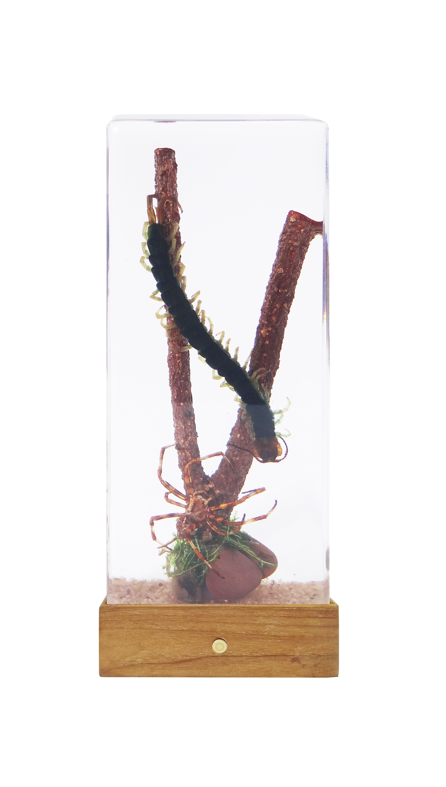 Acrylic Insects in Nature 110x45x28 mm³