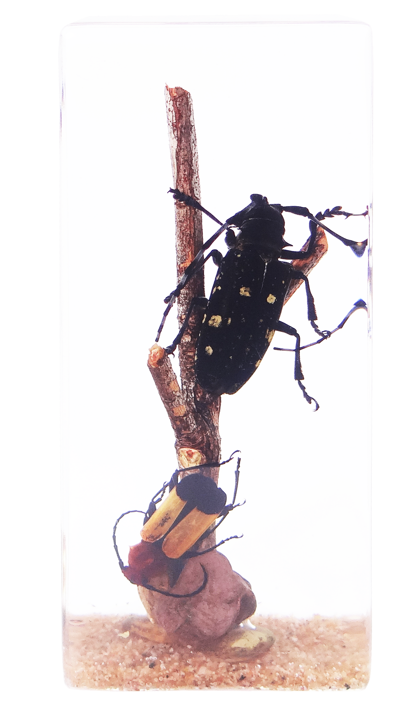 Acrylic Insects in Nature 110x45x28 mm³