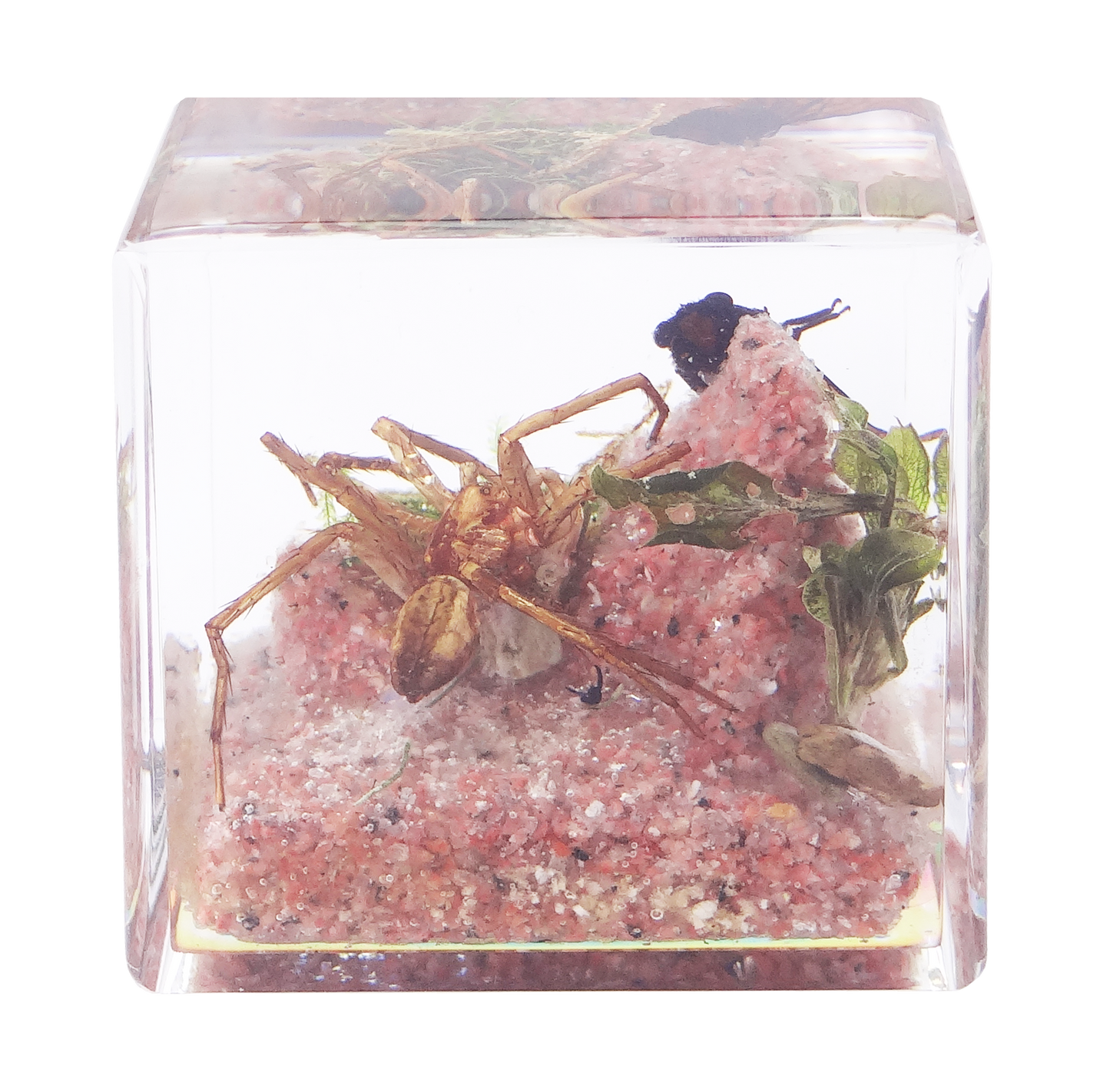 Acrylic Insects in Nature 50x50x50mm³