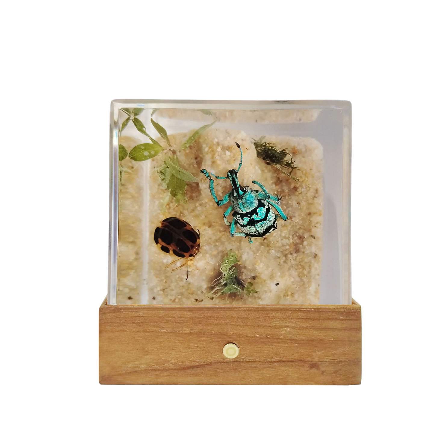 Acrylic Insects in Nature 50x50x50 mm³