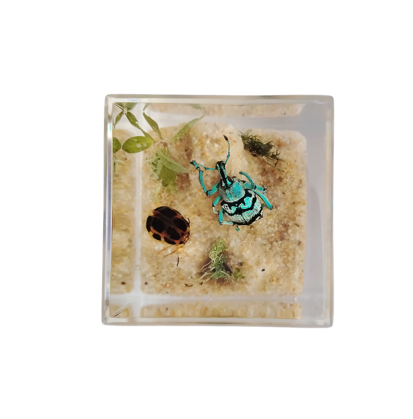 Acrylic Insects in Nature 50x50x50 mm³