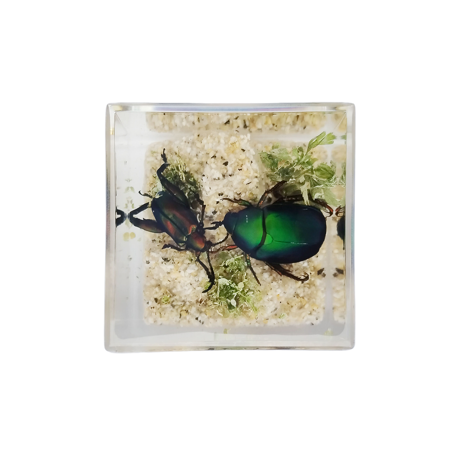 Acrylic Insects in Nature 50x50x50 mm³