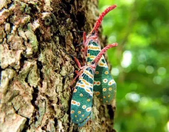 Pyrops cf Candelaria(Lantern-fly）in Longan  Trees