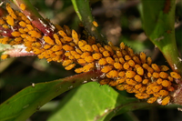 Pyrops cf Candelaria(Lantern-fly）in Longan  Trees