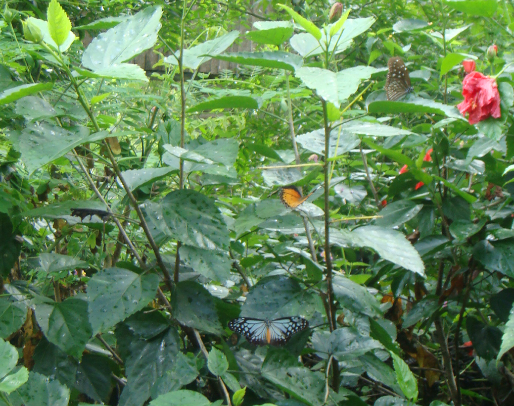 Monarchs (Danaid Eggfly ) in YunanNursery