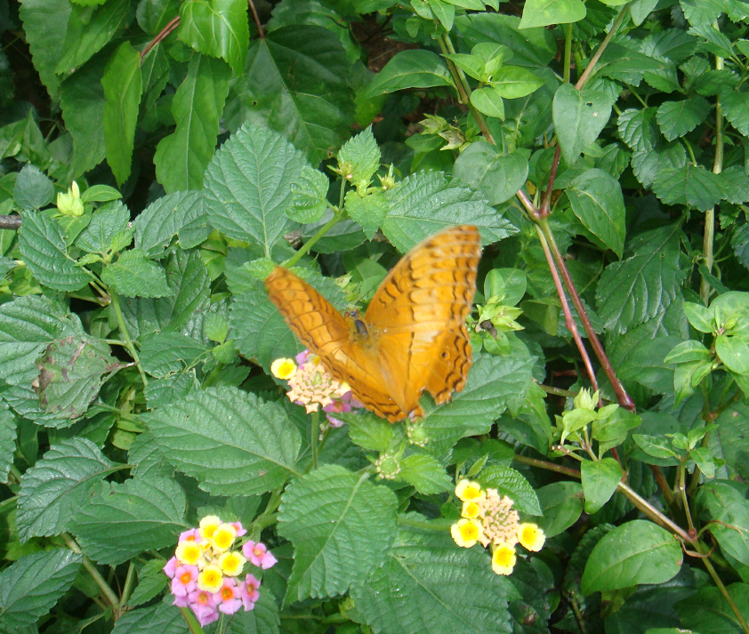 Monarchs (Danaid Eggfly ) in YunanNursery