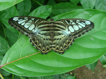 Monarchs (Danaid Eggfly ) in YunanNursery