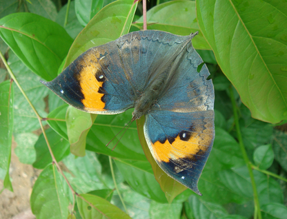 Monarchs (Danaid Eggfly ) in YunanNursery