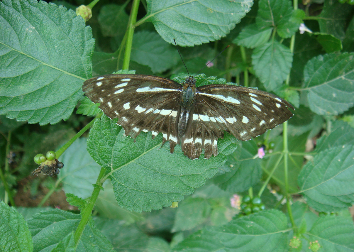 Monarchs (Danaid Eggfly ) in YunanNursery