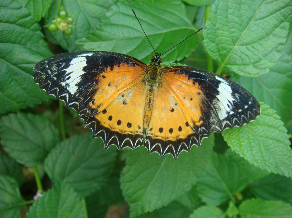 Monarchs (Danaid Eggfly ) in YunanNursery