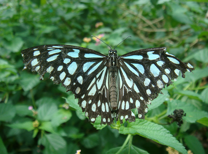 Monarchs (Danaid Eggfly ) in YunanNursery