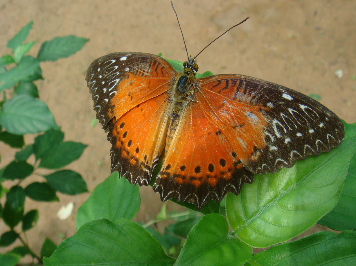 Monarchs (Danaid Eggfly ) in YunanNursery