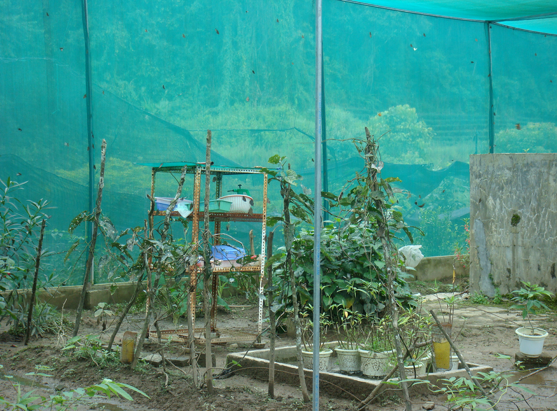 Monarchs (Danaid Eggfly ) in YunanNursery