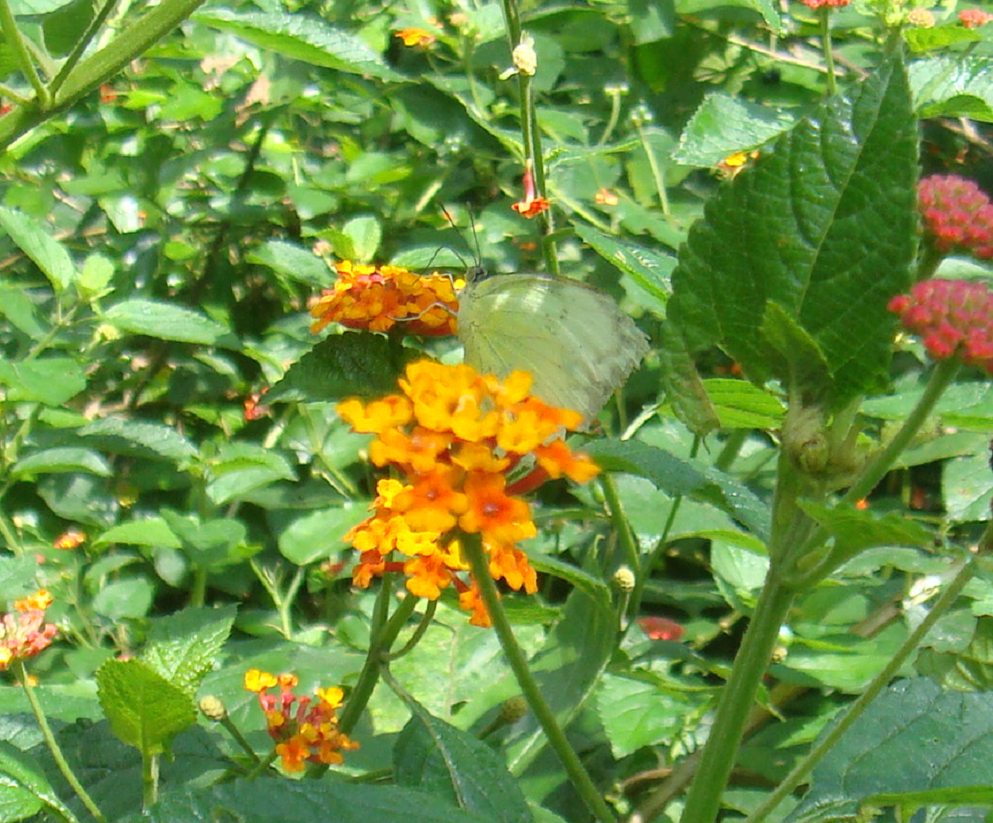 Monarchs (Danaid Eggfly ) in YunanNursery