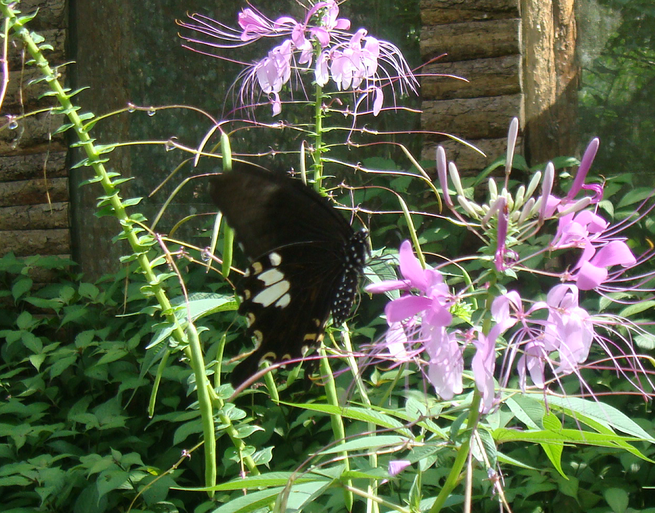 Monarchs (Danaid Eggfly ) in YunanNursery