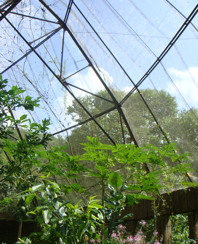 Monarchs (Danaid Eggfly ) in YunanNursery