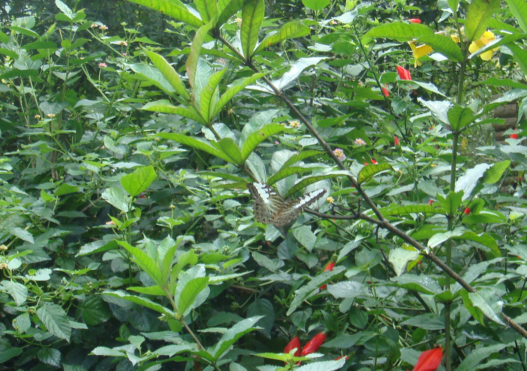 Monarchs (Danaid Eggfly ) in YunanNursery