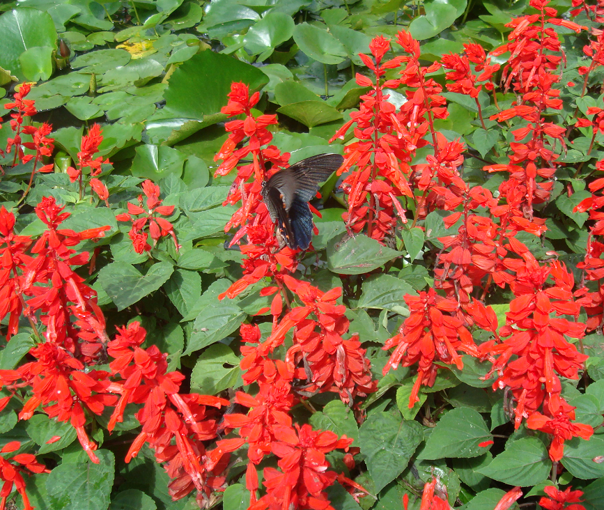 Monarchs (Danaid Eggfly ) in YunanNursery