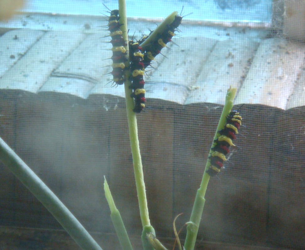 Monarchs (Danaid Eggfly ) in YunanNursery