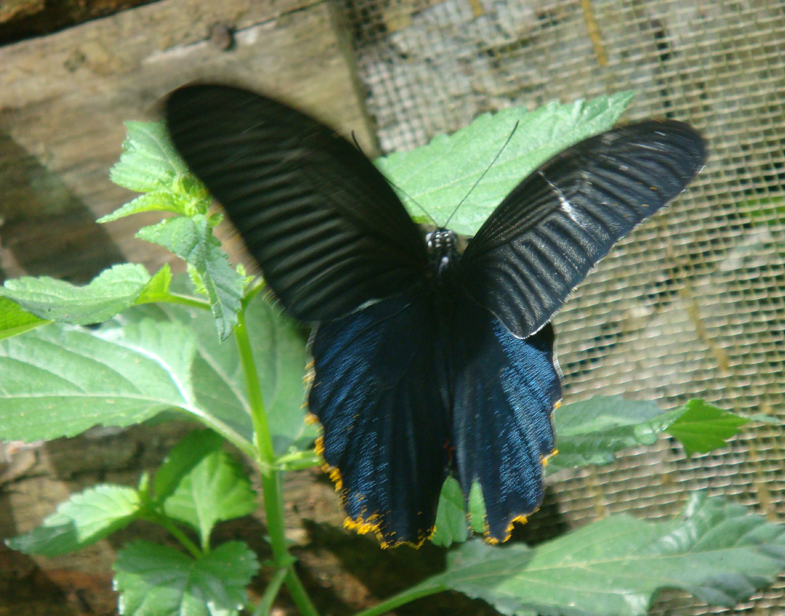 Monarchs (Danaid Eggfly ) in YunanNursery