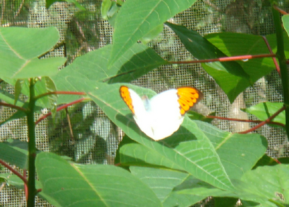 Monarchs (Danaid Eggfly ) in YunanNursery