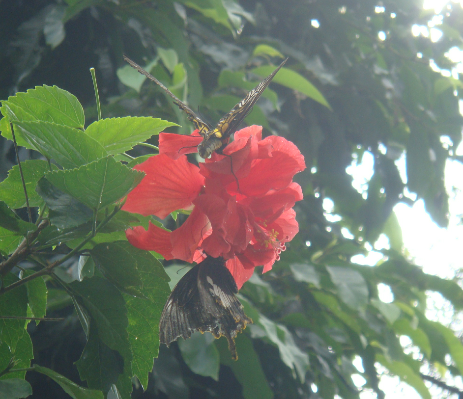 Monarchs (Danaid Eggfly ) in YunanNursery