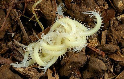 Mesobuthus Martensi(centipede) in Bricks