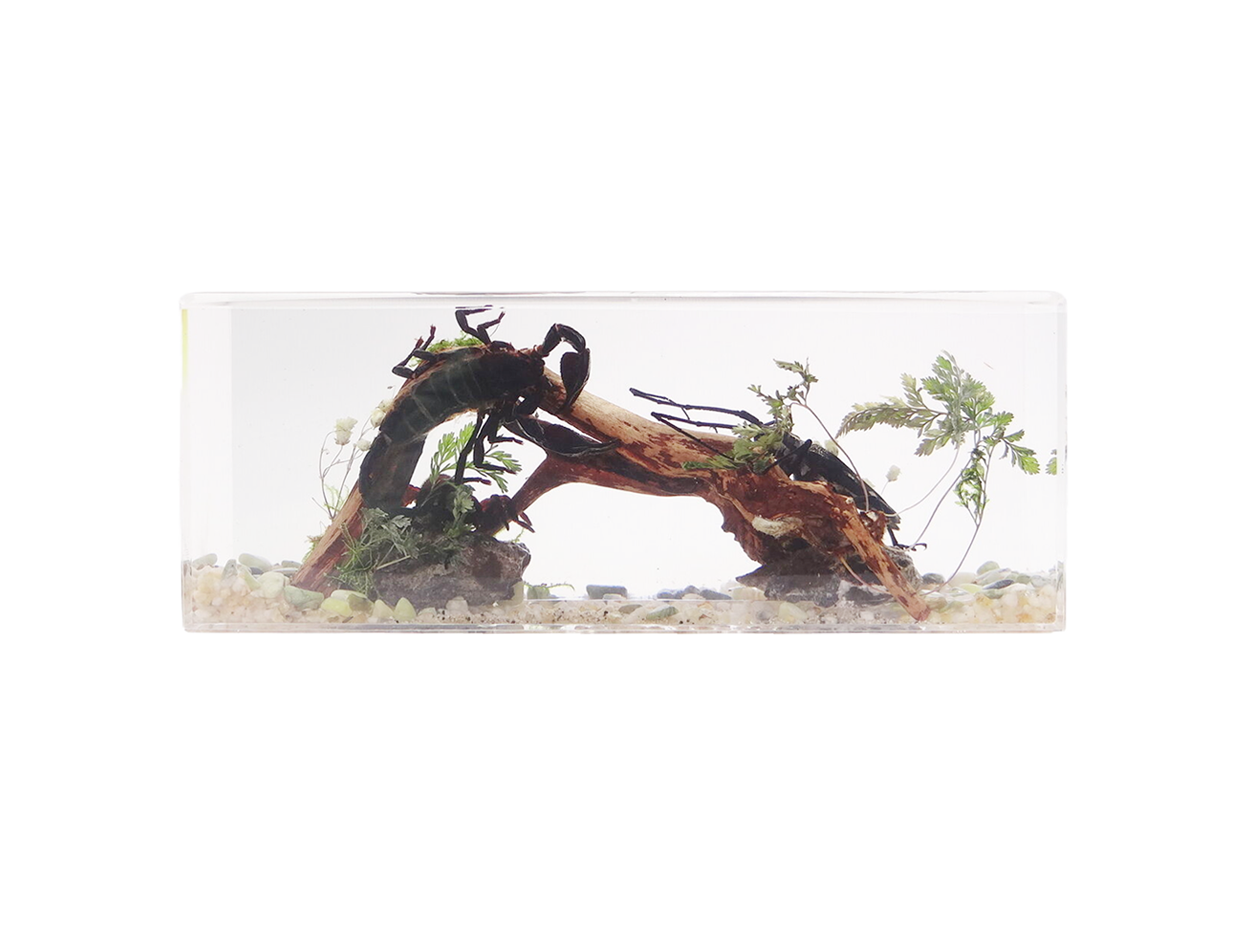 Acrylic Insects in Nature  240x68x92 mm³