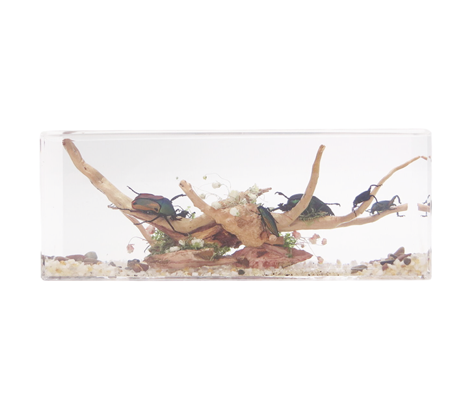 Acrylic Insects in Nature  240x68x92 mm³