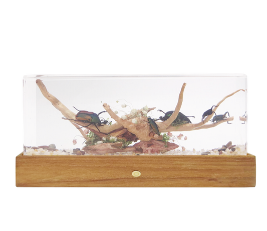 Acrylic Insects in Nature  240x68x92 mm³