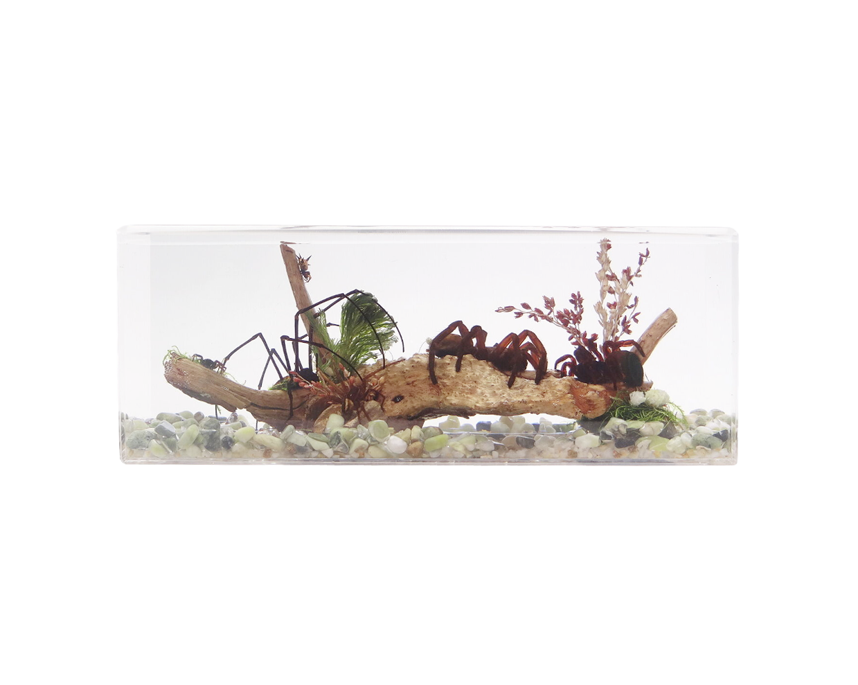 Acrylic Insects in Nature  240x68x92 mm³