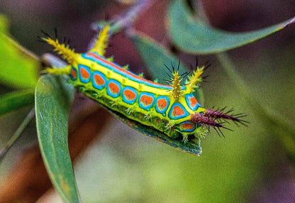 Pyrops cf Candelaria(Lantern-fly）in Longan  Trees